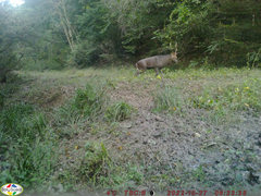 Cervus nippon centralis