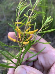 Persoonia virgata