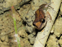 Pristimantis relictus