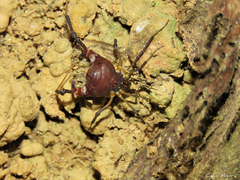 Parapachyloides uncinatus