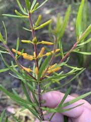 Persoonia virgata