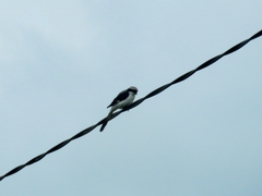 Lanius excubitoroides