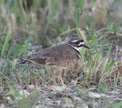 Charadrius vociferus