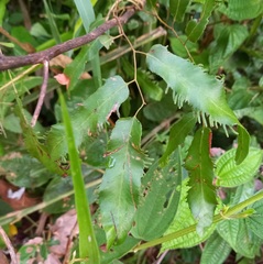 Lygodium volubile