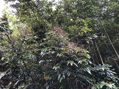 Meliosma rhoifolia