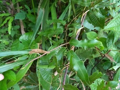 Lygodium volubile