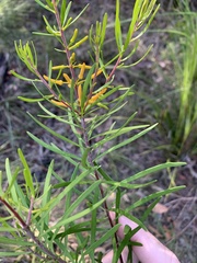 Persoonia virgata