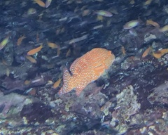 Cephalopholis miniata