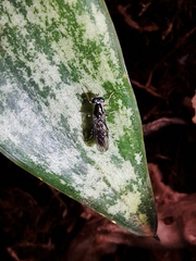 Merosargus