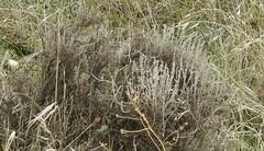 Thymus lacaitae