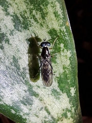 Merosargus
