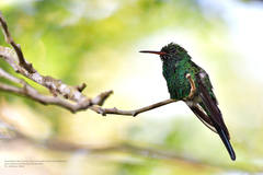 Cynanthus forficatus