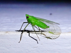 Dictyopharinae