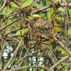 Polistes rothneyi