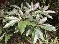 Lindera megaphylla
