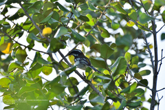 Spindalis zena benedicti