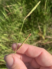 Urochloa