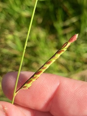 Urochloa