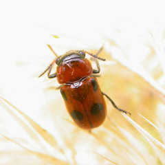 Coptocephala rubicunda