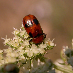 Coptocephala rubicunda