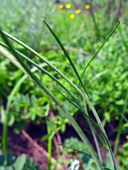 Sisymbrium polymorphum