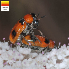 Coptocephala massiliensis