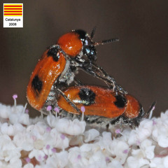 Coptocephala massiliensis