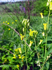 Sisymbrium polymorphum