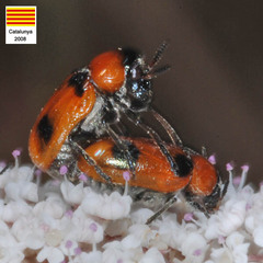 Coptocephala massiliensis