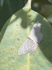 Idaea philocosma