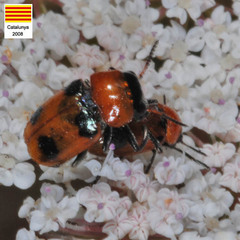 Coptocephala massiliensis