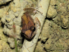 Pristimantis relictus