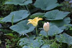 Cucurbita moschata