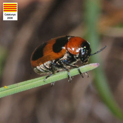 Coptocephala massiliensis