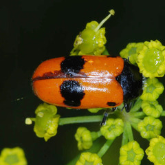 Clytra laeviuscula