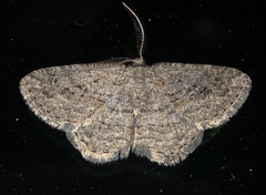 Zermizinga sinuata