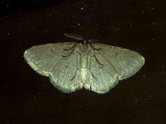 Zermizinga sinuata