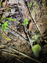 Litoria nasuta