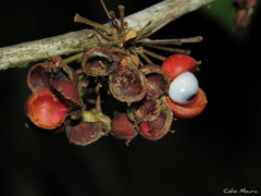 Davilla