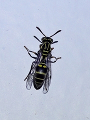 Protopolybia exigua
