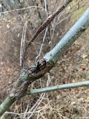 Agrobacterium radiobacter