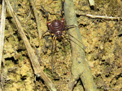 Parapachyloides uncinatus
