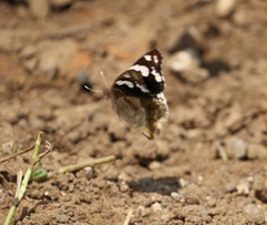 Junonia oenone