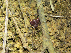 Parapachyloides uncinatus