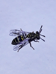 Protopolybia exigua