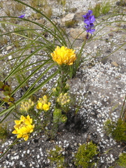 Aspalathus aspalathoides