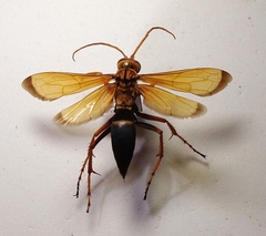 Batozonellus dorsalis