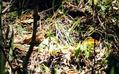 Philothamnus occidentalis