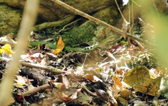 Philothamnus occidentalis