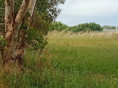 Oryctolagus cuniculus